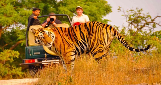 Manali Wildlife Tour Packages | call 9899567825 Avail 50% Off